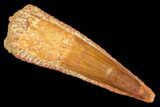 Real Spinosaurus Tooth - Large Dinosaur Tooth #147601-1